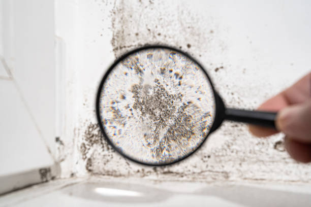 Mold Removal for HVAC Installations